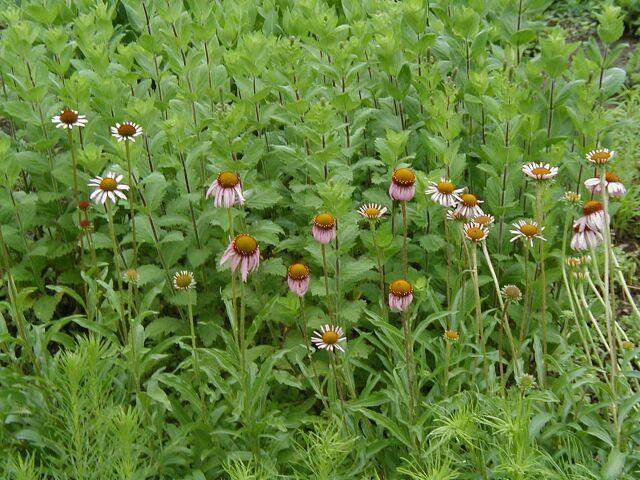 Foto: Terčovka Úzkolistá