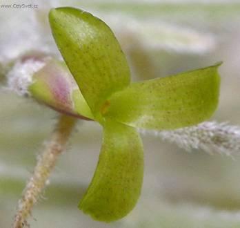 Foto: Tilandsie šedá