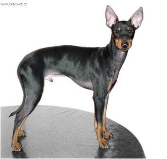 Foto: Anglický toy-teriér