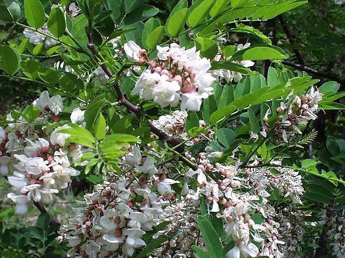 Foto: Trnovník, akácie, akát