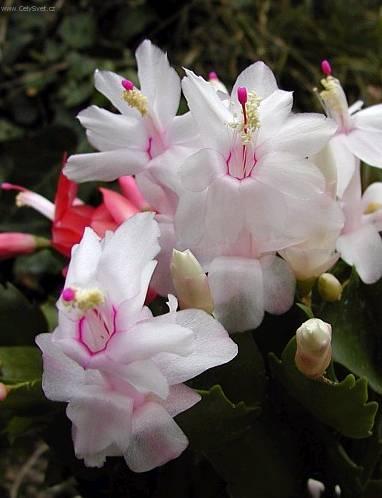 Foto: Vánoční kaktus