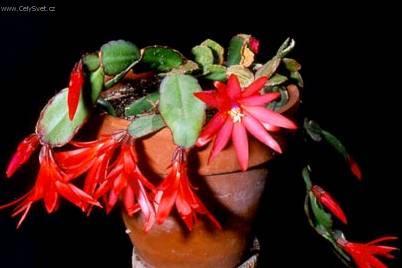Foto: Velikonoční kaktus