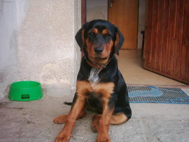 Foto: Venčení psa-Jessi. Majitelka: Lucie