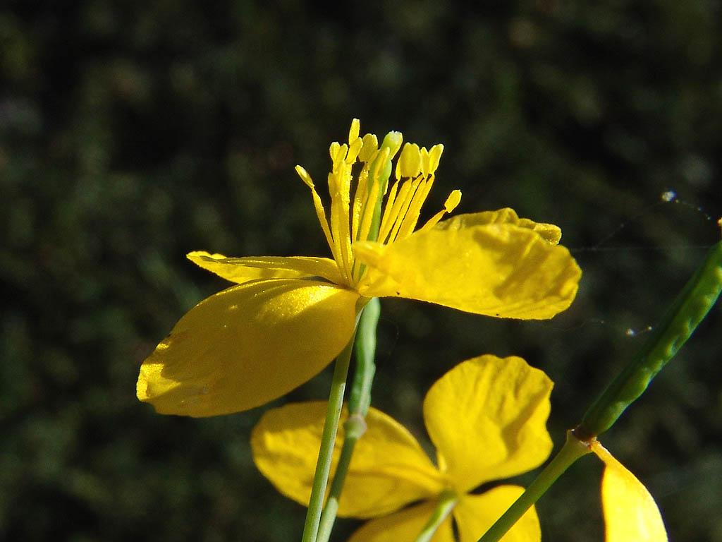 Foto: Vlaštovičník Větší