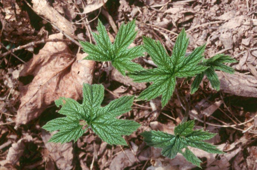 Foto: Vodilka Kanadská