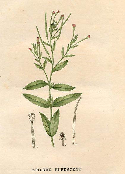 Foto: Vrbovka malokvětá