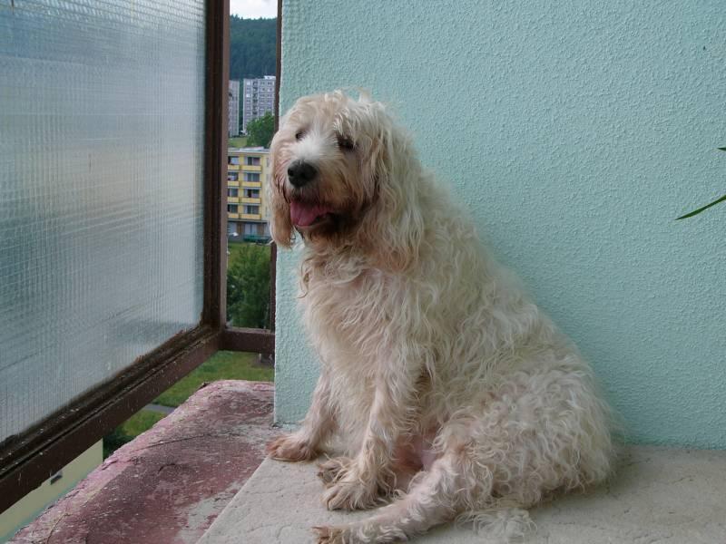 Foto: Vydrař-Majitel: Jan Prášil