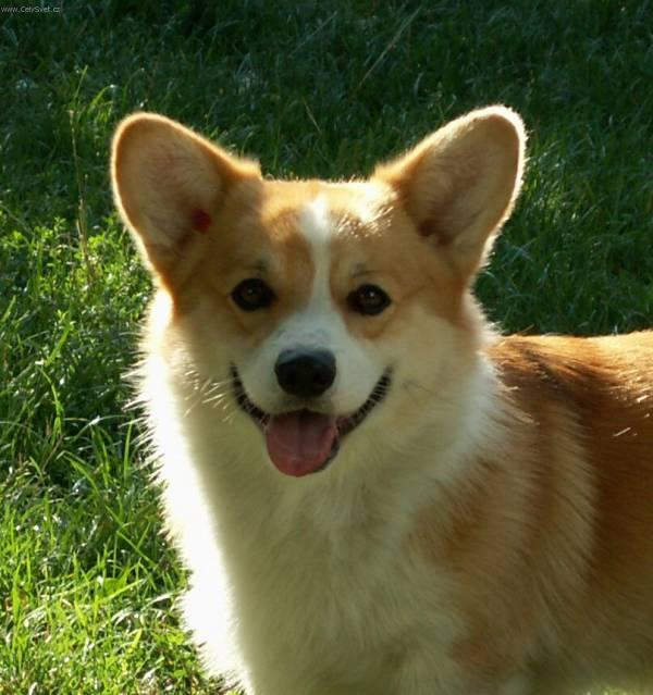 Foto: Welsh Corgi Pembroke-Darney. Chovatelka: Eva Kamarádová. Chovná stanice: Vranovský žleb. Majitel: Josef Škůrek