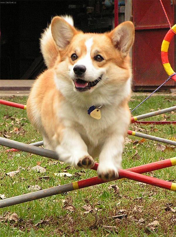 Foto: Welsh Corgi Pembroke-Darney. Chovatelka: Eva Kamarádová. Chovná stanice: Vranovský žleb. Majitel: Josef Škůrek