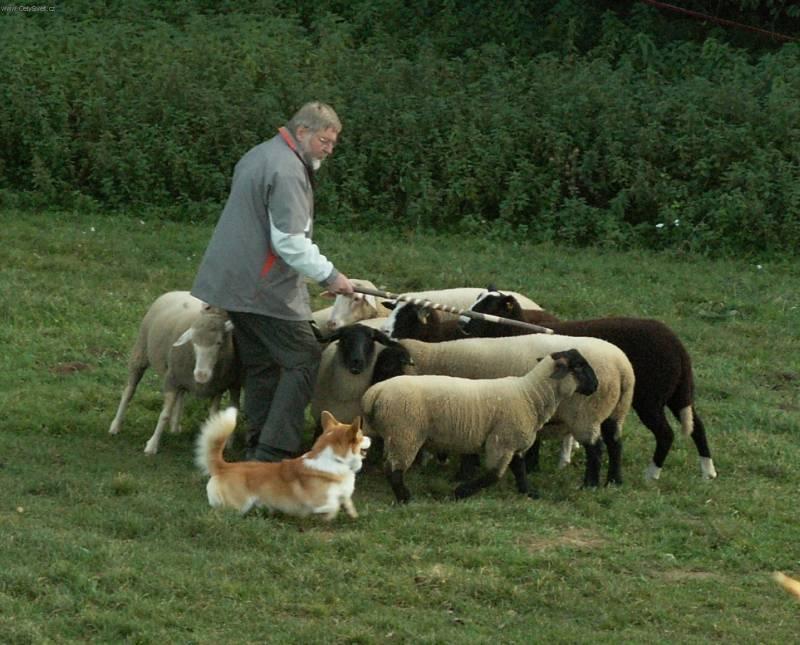 Foto: Welsh Corgi Pembroke-Darney. Chovatelka: Eva Kamarádová. Chovná stanice: Vranovský žleb. Majitel: Josef Škůrek