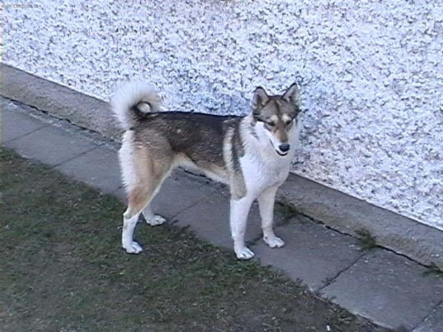 Foto: Západosibiřská lajka-Majitel: Antis