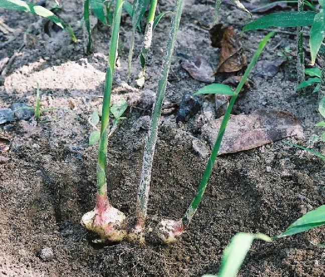 Foto: Zázvor Lékařský