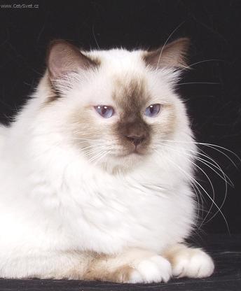 Foto: Zbarvení Chokolate point