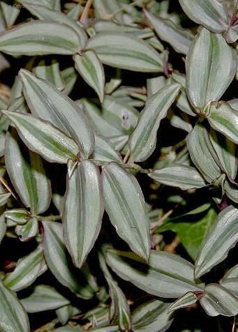 Foto: Zebrína, Pruhovatka