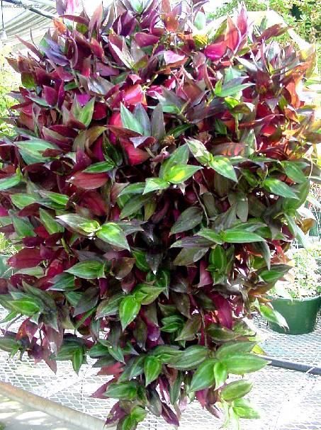 Foto: Zebrína, Pruhovatka