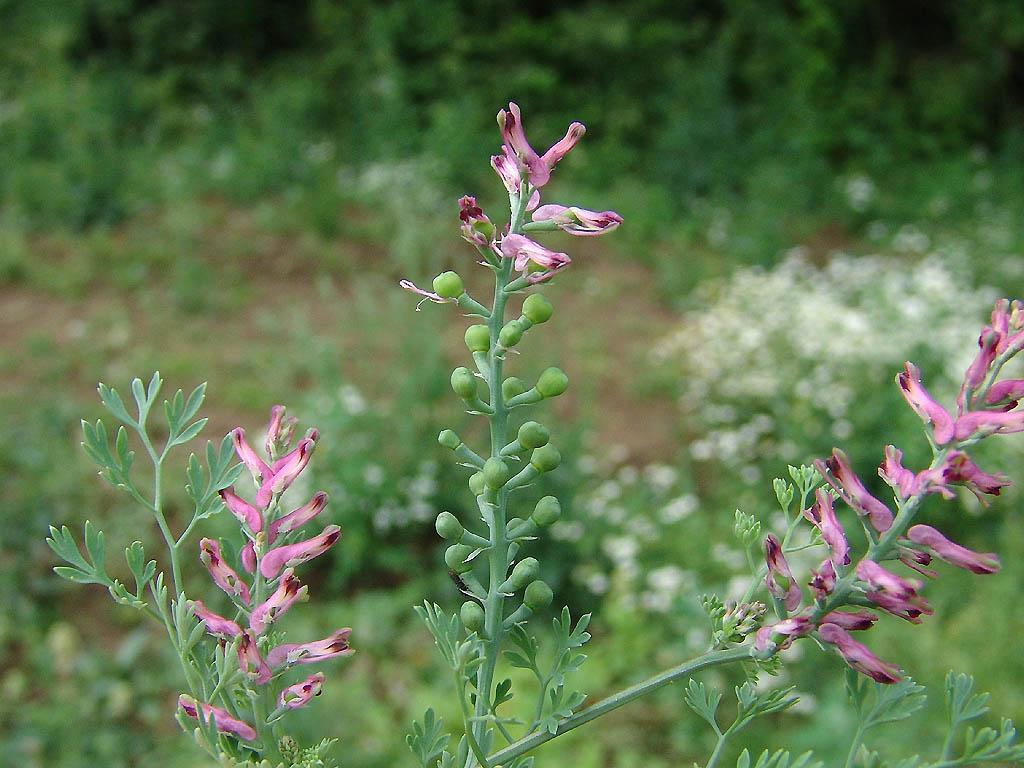 Foto: Zemědýn Lékařský