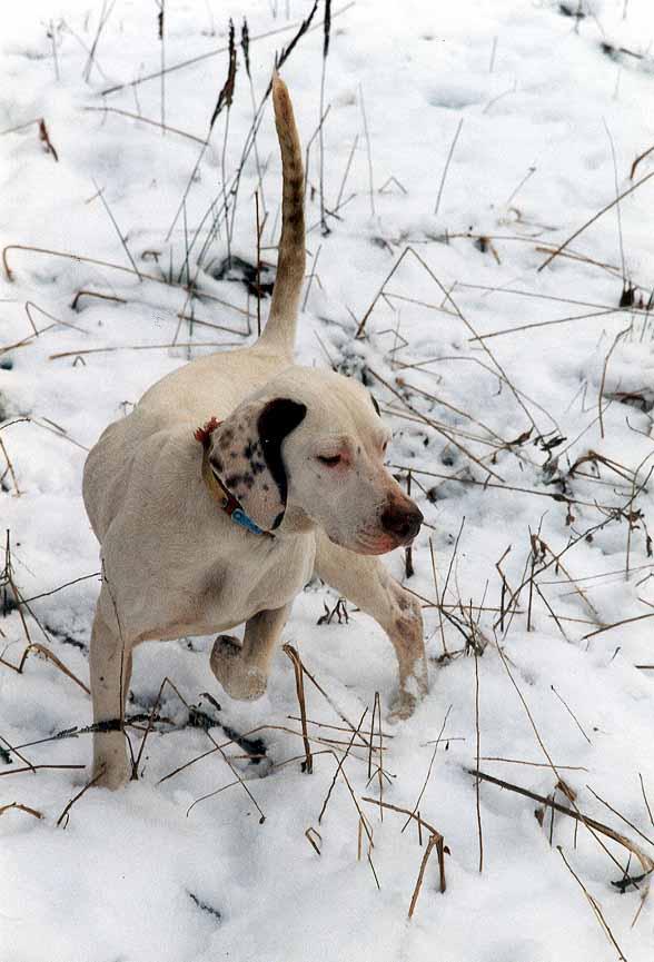 Foto: Zkoušky ohařů v ČR