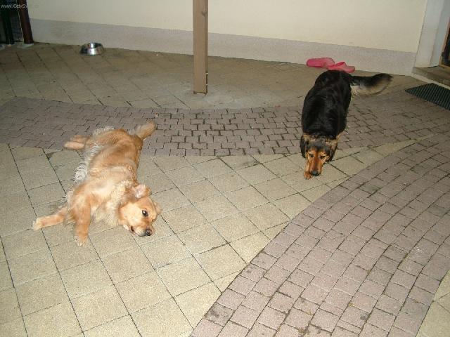 Foto: Zlatý retrívr-Nela & Tina. Majitel: Martin