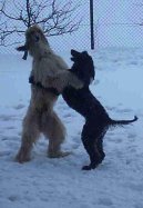 Psí plemena:  > Afgánský chrt (Afghan Hound)