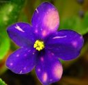 Africká fialka