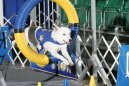 Psí plemena:  > Agility, Řád agility České Republiky (1.1.2003)