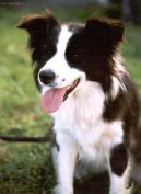 Psí plemena:  > Agility