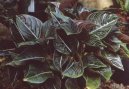 Pokojové rostliny: Rostliny s plody > Aglaonema (Aglaonema rotundum)