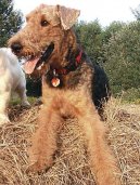 Psí plemena:  > Airedale terier (Airedale Terrier)