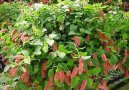 Pokojové rostliny: Polokeře > Akalyfa, Palnice (Acalypha)