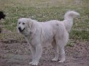Psí plemena:  > Akbaš (Akbash Dog)