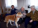 Psí plemena:  > Akita-inu (Japanese Akita)