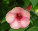 Pokojové rostliny:  > Alamanda počistivá (Allamanda cathartica)
