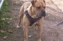 Psí plemena:  > Alapažský čistokrevný buldok (Alapaha Blue Blood Bulldog)