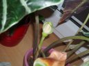 Pokojové rostliny:  > Alokázie (Alocasia)