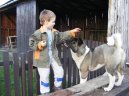 Psí plemena:  > Americká akita (American akita)