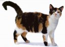 Kočky: Neuznaná plemena > Americká drsnosrstá kočka (American Wirehair Cat)