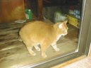 Kočky: Neuznaná plemena > Americká krátkosrstá kočka (American Shorthair Cat)
