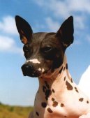 Psí plemena:  > Americký bezsrstý teriér (American Hairless Terrier)