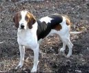 Psí plemena: Honiči, barváři a příbuzná plemena > Americký foxhound (American Fox Hound)