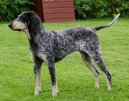 Psí plemena: Některá plemena neuznaná > Americký modrý gaskoňský chrt (American Blue Gascon Hound)