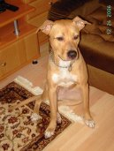 Psí plemena: Některá plemena neuznaná > Americký pitbull teriér (American Pit Bull Terrier)