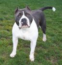 Americký pitbull teriér