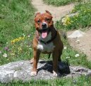 Psí plemena: Pastýřská > Americký stafordšírský teriér (American Staffordshire Terrier Blue Lacy)