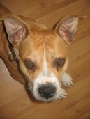 Psí plemena: Služební > Americký stafordširský terier (American Staffordshire Terrier)