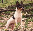 Psí plemena: Dekorativní > Americký toy-foxteriér (American Toy Fox Terrier)