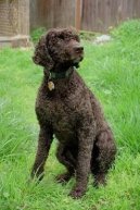 Psí plemena: Retrívři, slídiči a vodní psi > Americký vodní španěl (American Water Spaniel)