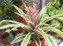 Pokojové rostliny: Polokeře > Ananasovník (Ananas comosus variegatus)