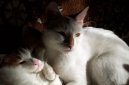 Kočky: Neuznaná plemena > Anatoli (Anatolian Cat)