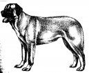 Psí plemena: Pinčové, knírači a molossoidní > Anatolský pastevecký pes (Anatolian Shepherd Dog, Anatolian Karabash Dog)