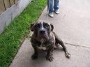 Psí plemena: Některá plemena neuznaná > Anglický buldok starého typu (Olde English Bulldogge)